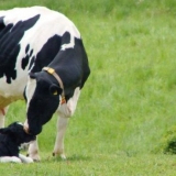 Znakovi trudnoće krava: po mjesecima, narodne metode za određivanje